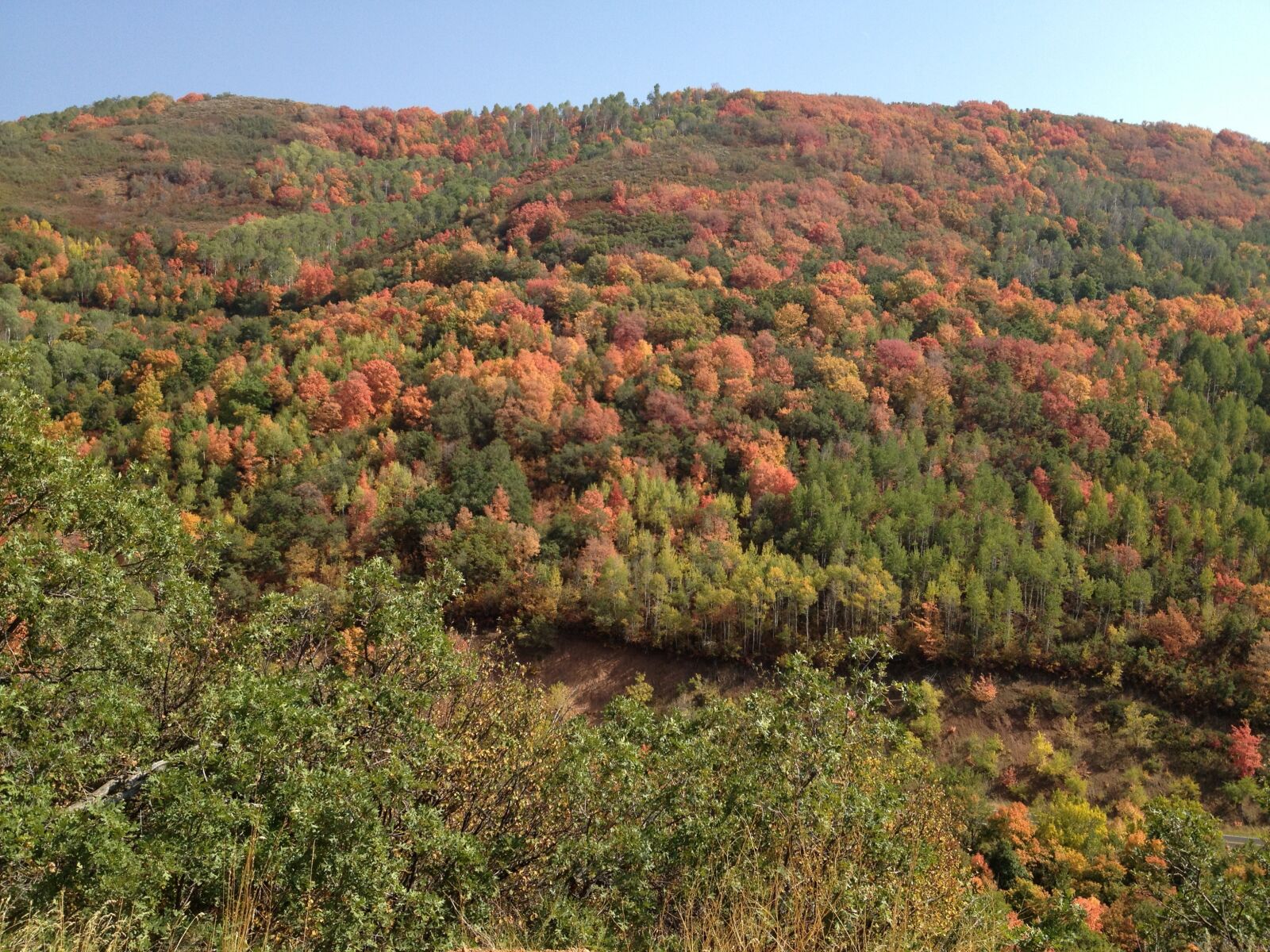 Apple iPhone 4S sample photo. Fall foliage, colors, autumn photography