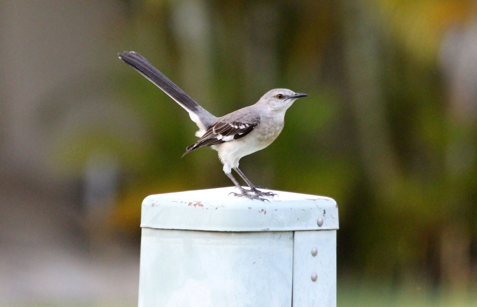 Canon EOS 650D (EOS Rebel T4i / EOS Kiss X6i) sample photo. Polyphonic mockingbird, the north photography