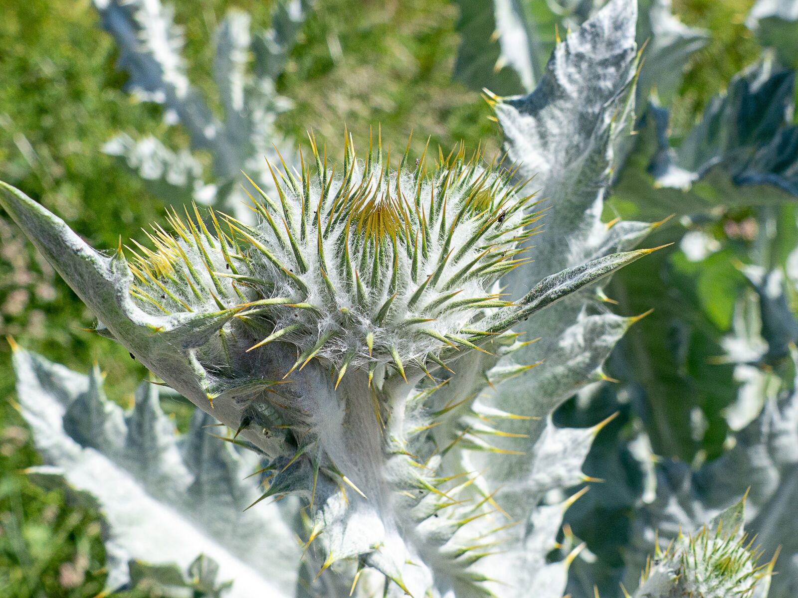 Panasonic Lumix DMC-FZ200 sample photo. Silver thistle, bud, plant photography