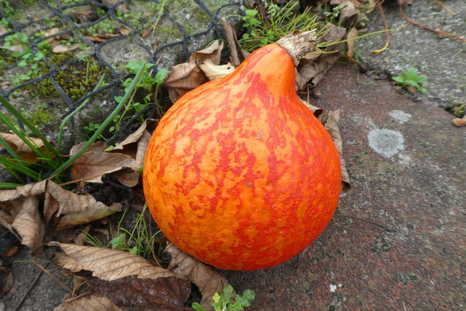 Panasonic Lumix DC-ZS70 (Lumix DC-TZ90) sample photo. Pumpkin, fruit, autumn photography