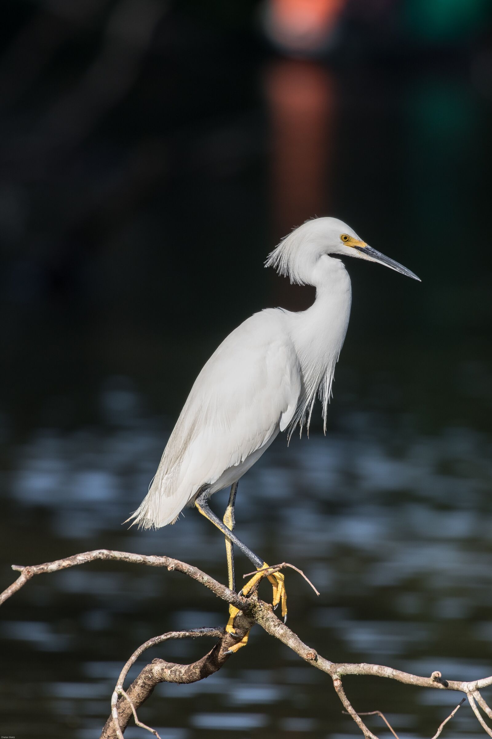 Canon EOS 7D Mark II sample photo. Jewelry-breasted, heron, bird photography