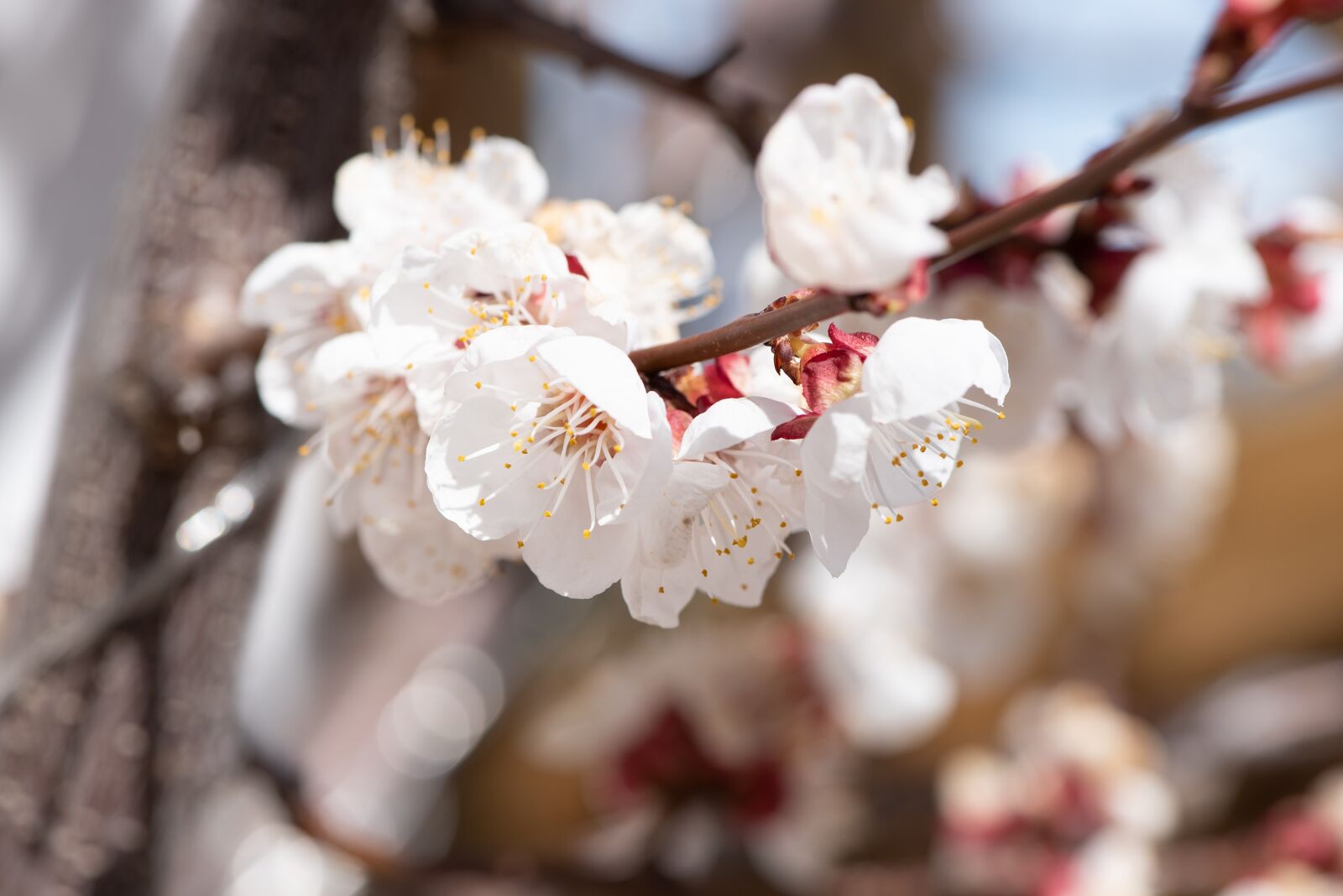 Nikon D750 sample photo. Flowers, white, branch photography