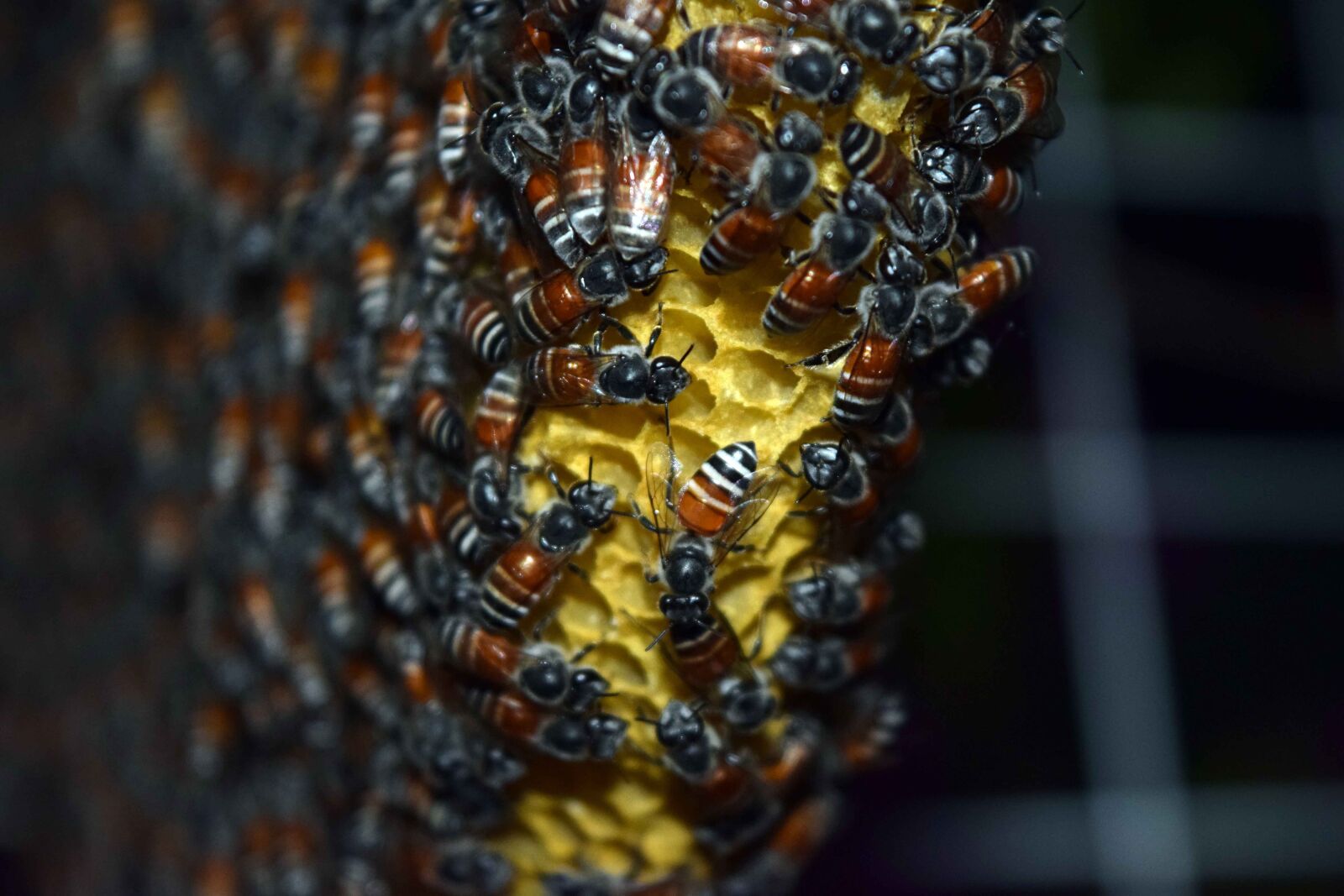 Nikon D3300 sample photo. Natural, building a nest photography