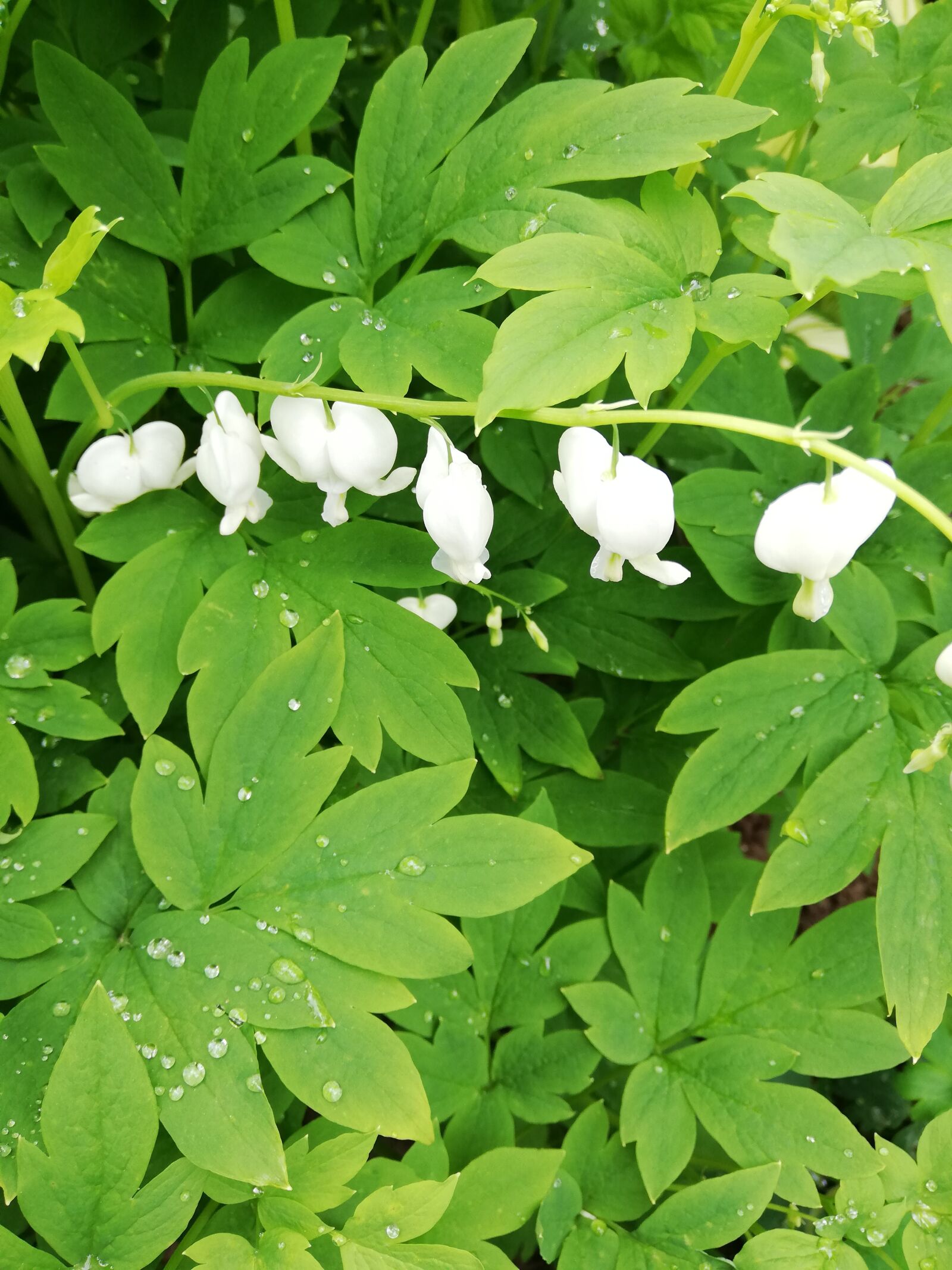 HUAWEI P20 lite sample photo. The bleeding heart, flowers photography