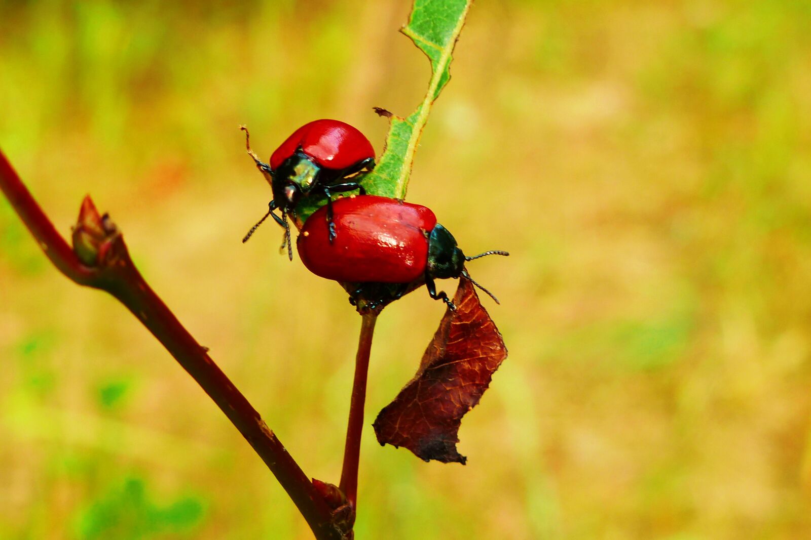 Panasonic Lumix DMC-FZ200 sample photo. Topolowa rynnica, the beetle photography