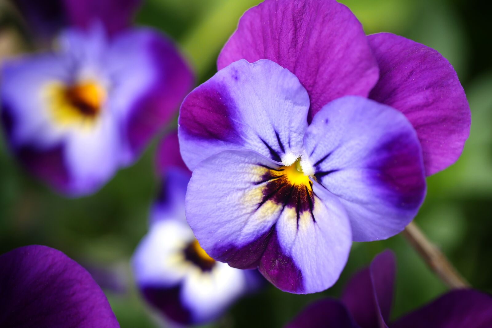 Panasonic Lumix DMC-GX8 sample photo. Violet, flower, nature photography