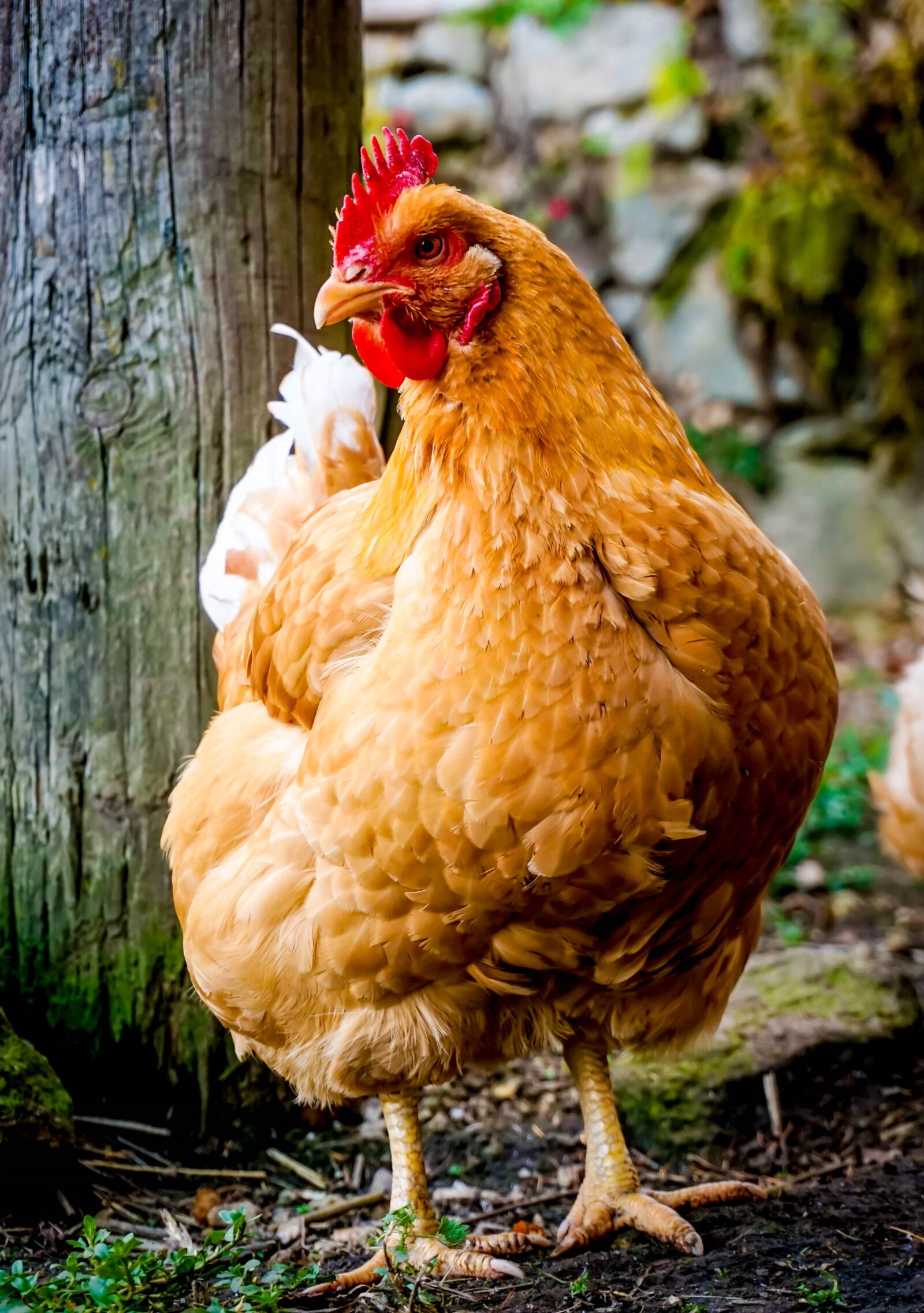 Sony a6000 sample photo. Chicken, egg, meat photography