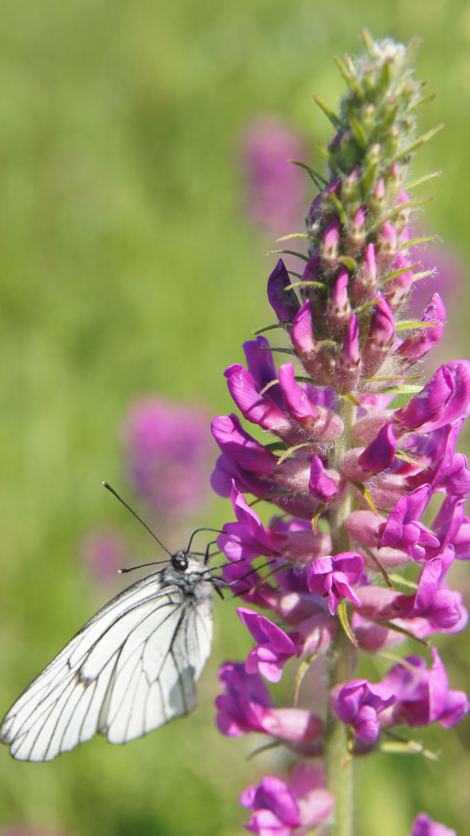 Sony SLT-A55 (SLT-A55V) sample photo. Lupine, wildflowers, flower photography