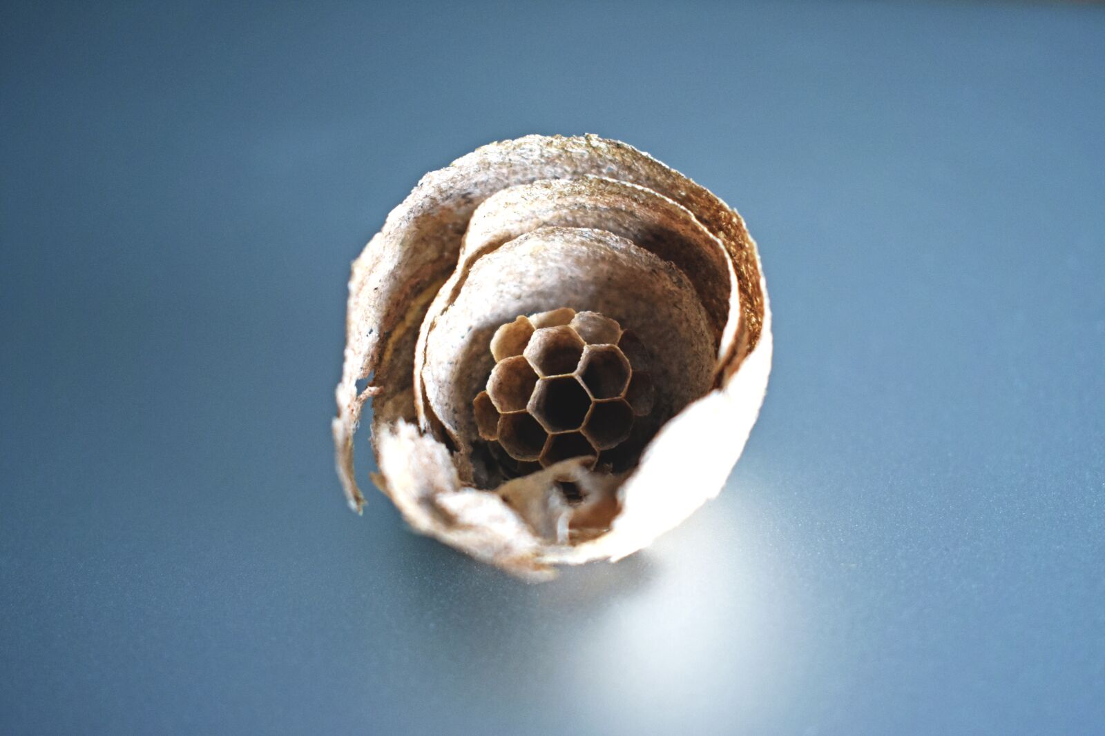 Nikon D3400 sample photo. Wasp, nest, paper photography
