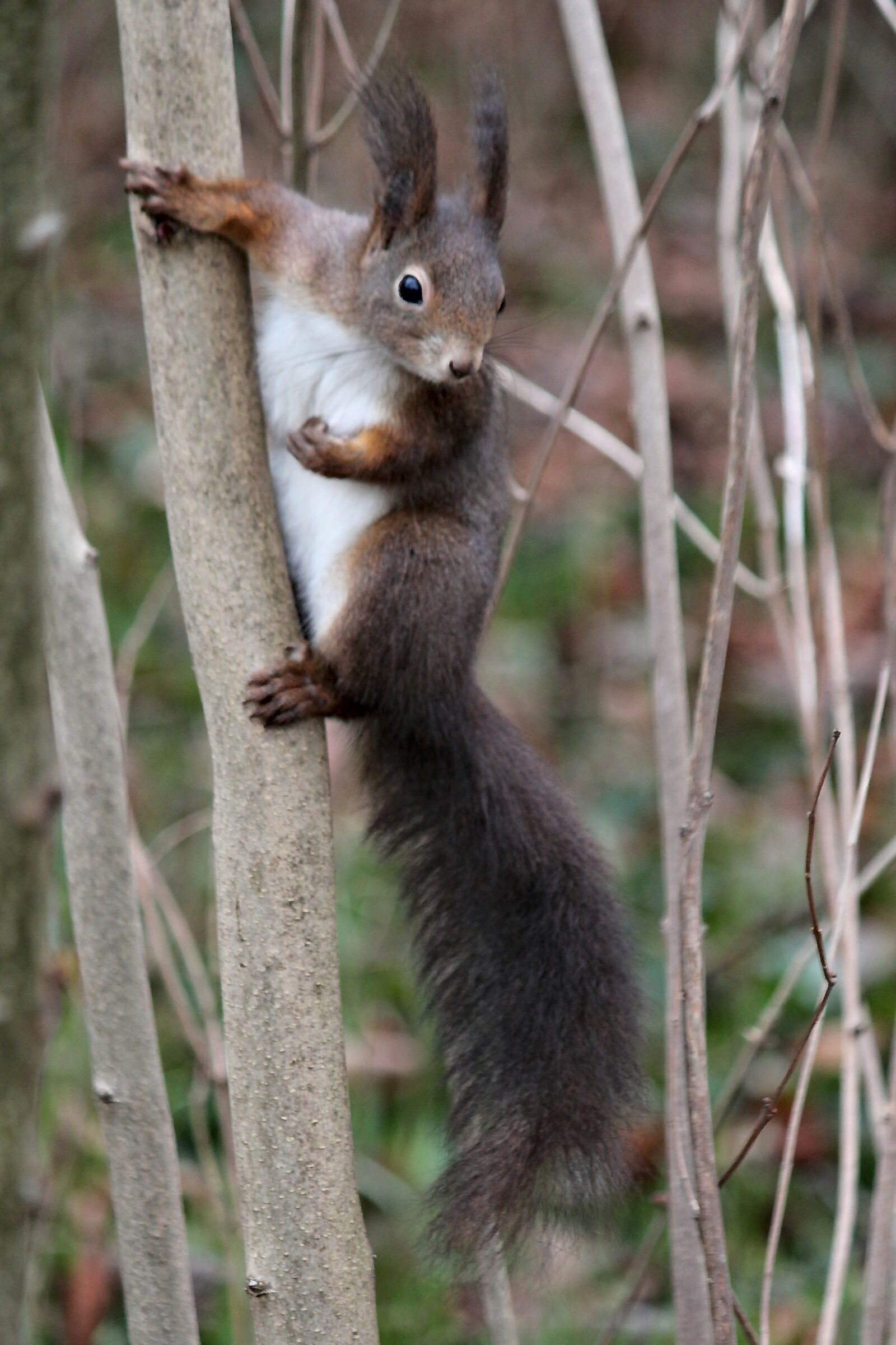Canon EOS 550D (EOS Rebel T2i / EOS Kiss X4) sample photo. The squirrel, brown, rodent photography