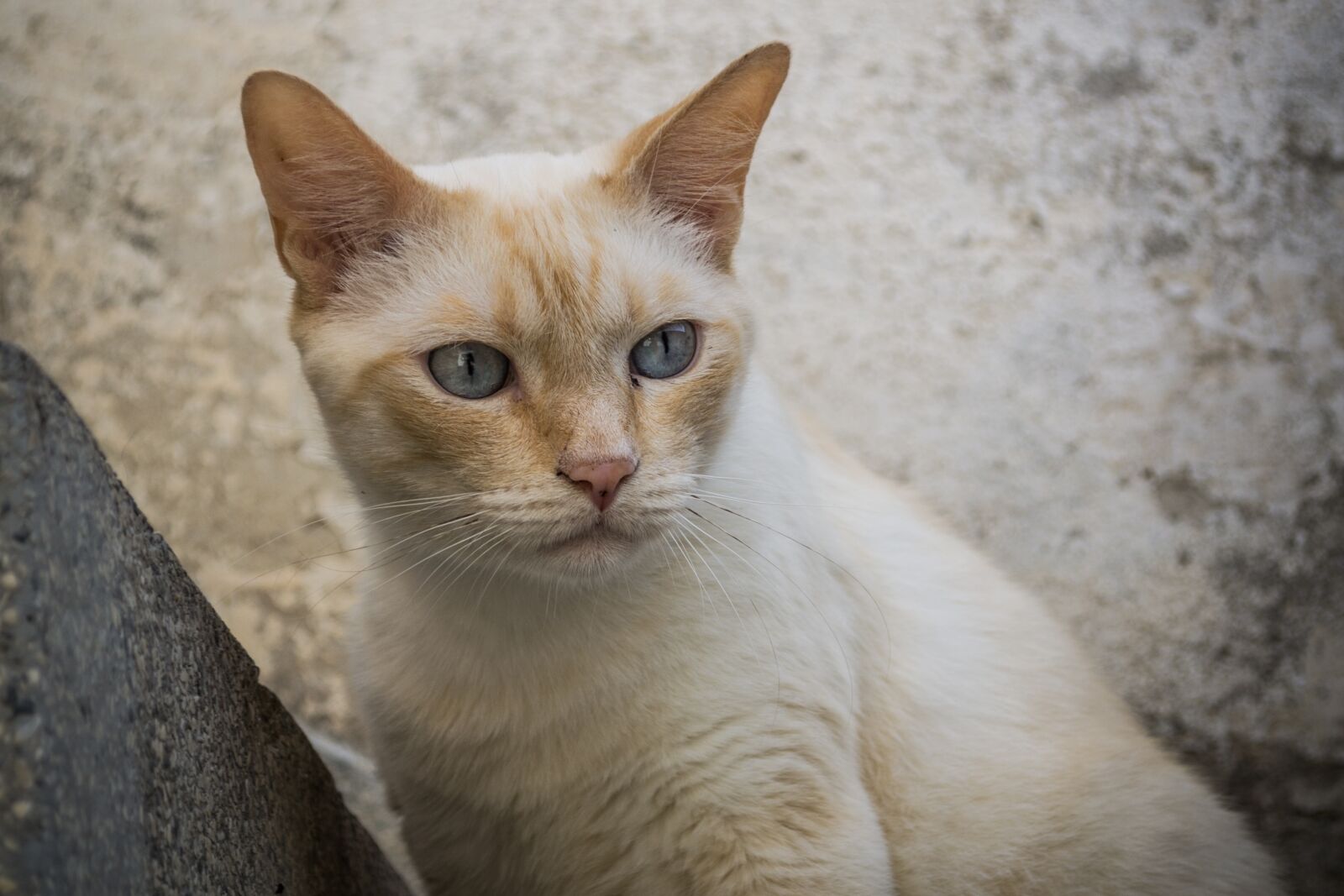 Nikon D3100 sample photo. Cat, white cat, white photography