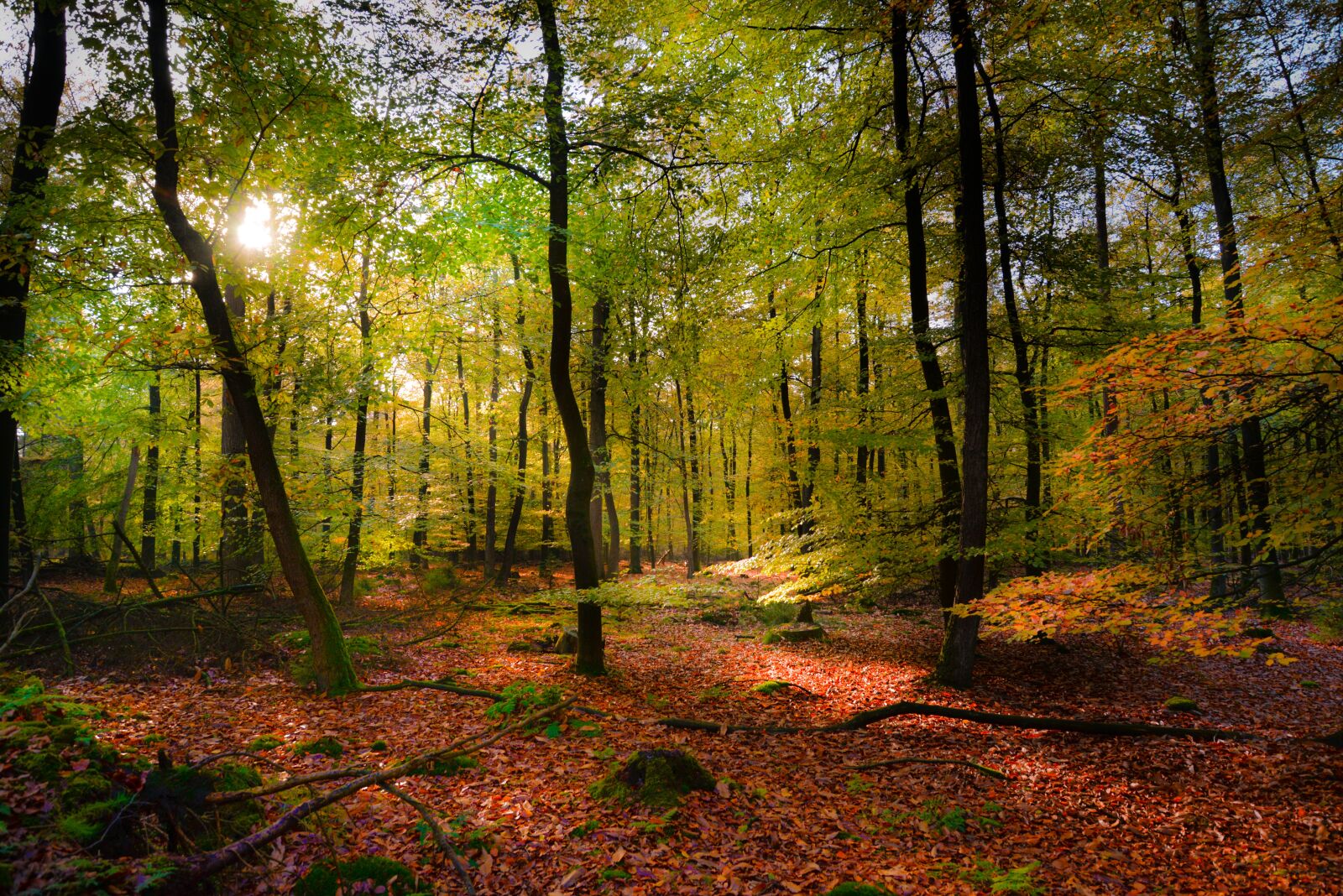Nikon D610 sample photo. Dark, forest, light photography