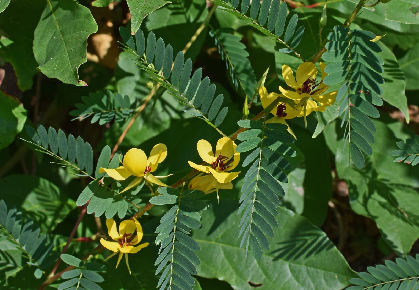 Nikon D3300 sample photo. Chamaecrista fasciculata, partridge pea photography