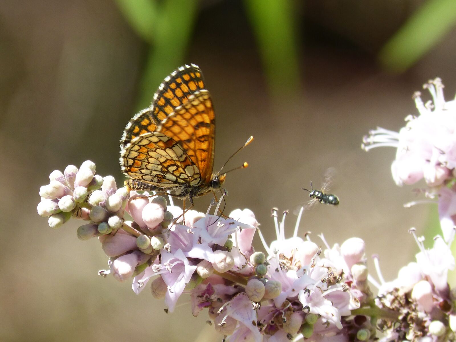 Panasonic DMC-FZ62 sample photo. Butterfly, melitaea phoebe, damero photography