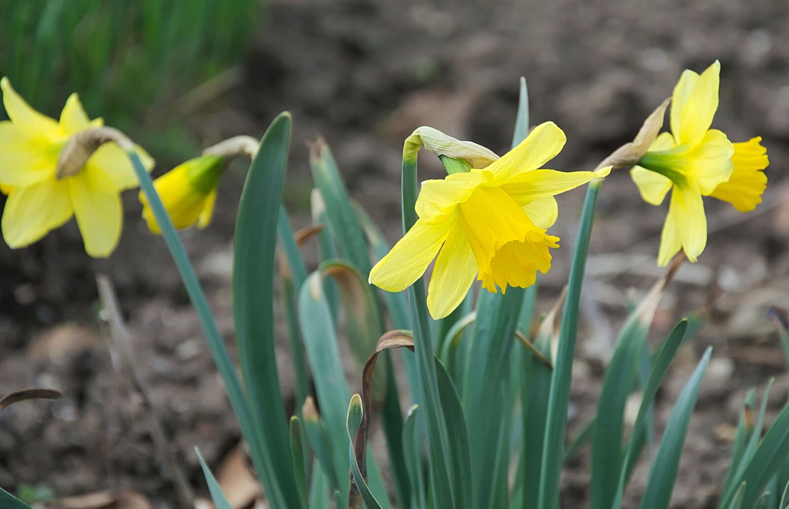 Nikon D3300 sample photo. Nature, narcissus pseudonarcissus, flower photography