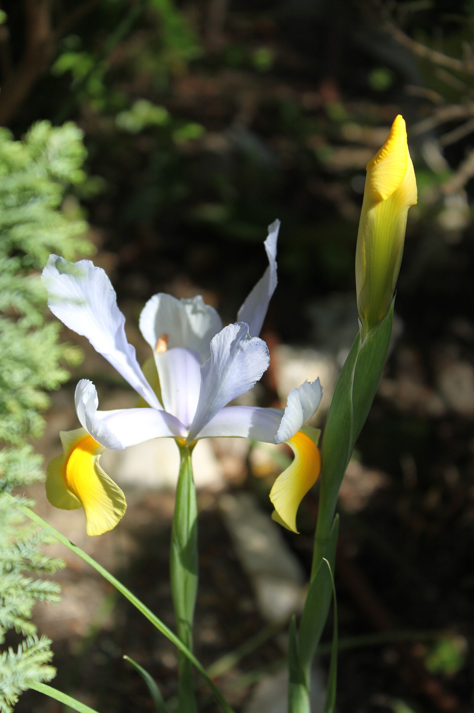 Canon EOS 500D (EOS Rebel T1i / EOS Kiss X3) sample photo. Flower, iris, macro photography