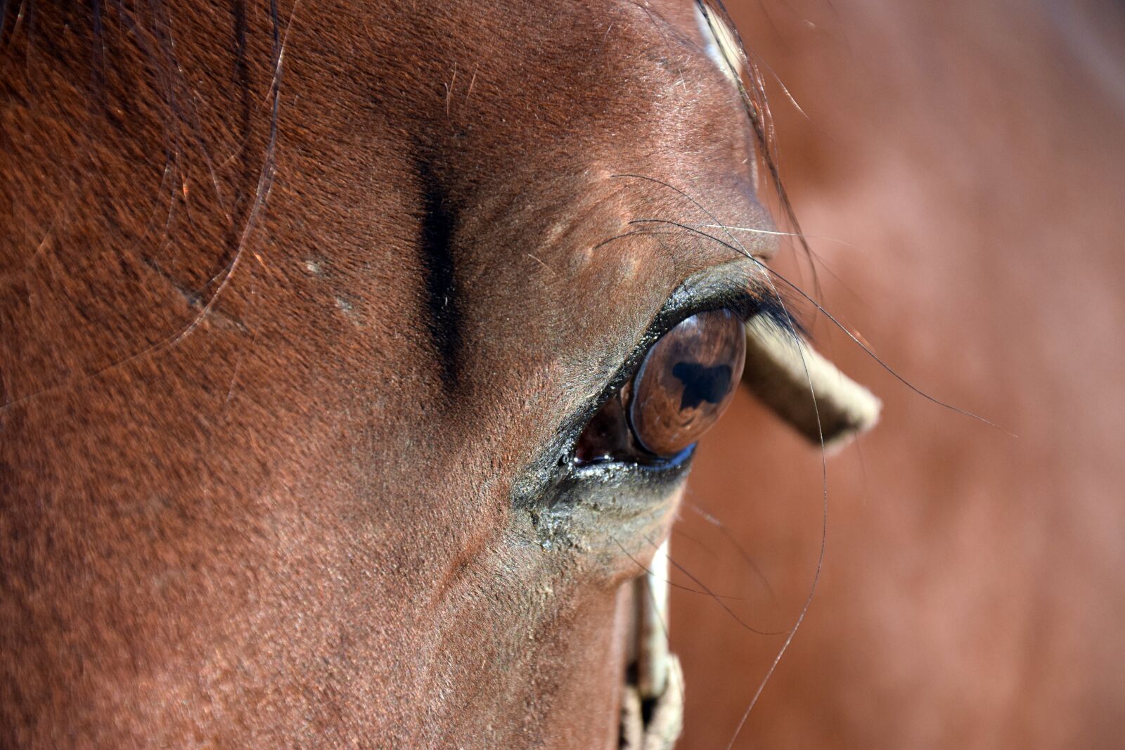 Nikon D3300 sample photo. Horse, eye, brown photography