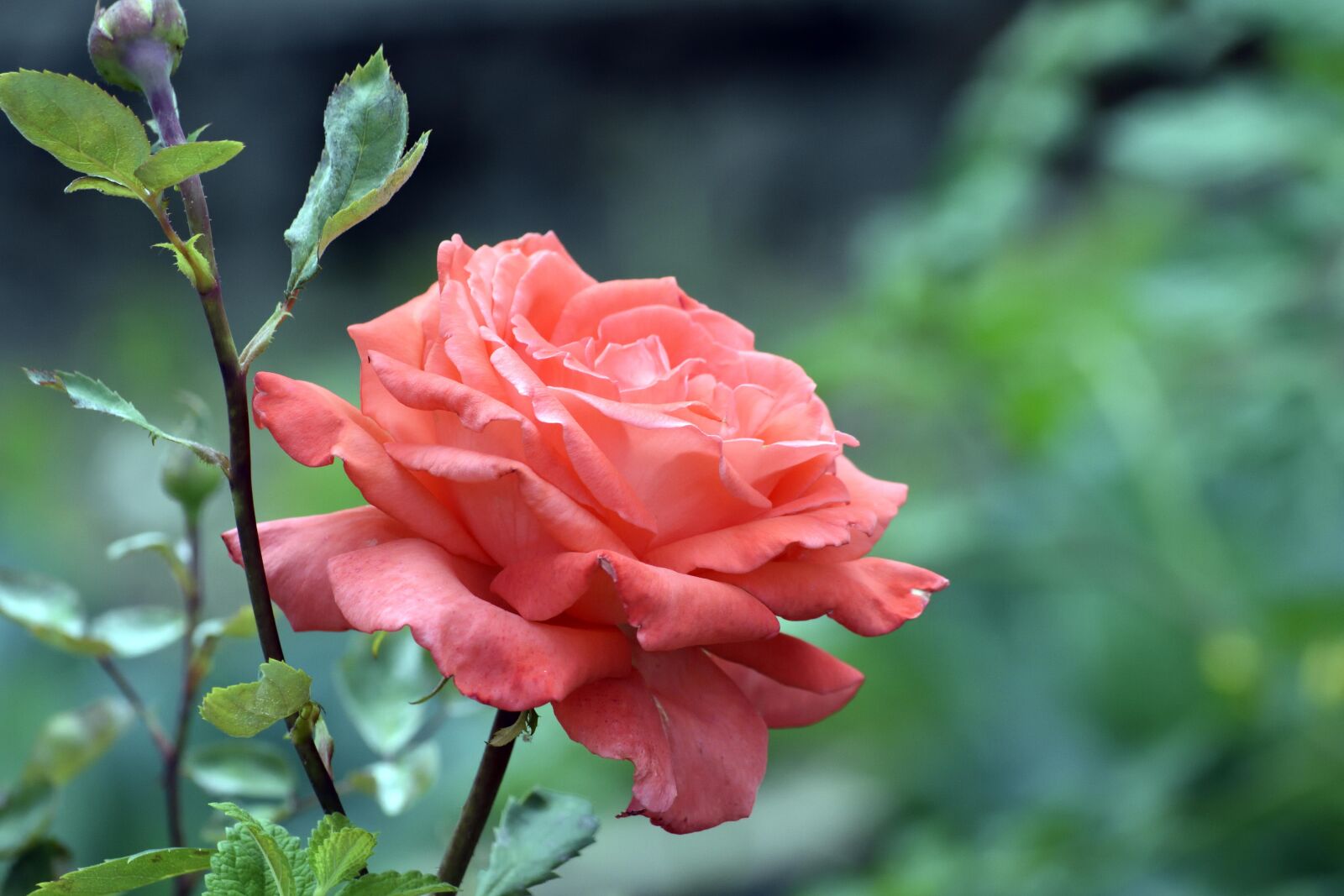 Nikon D7200 sample photo. Flower, nature, leaf photography