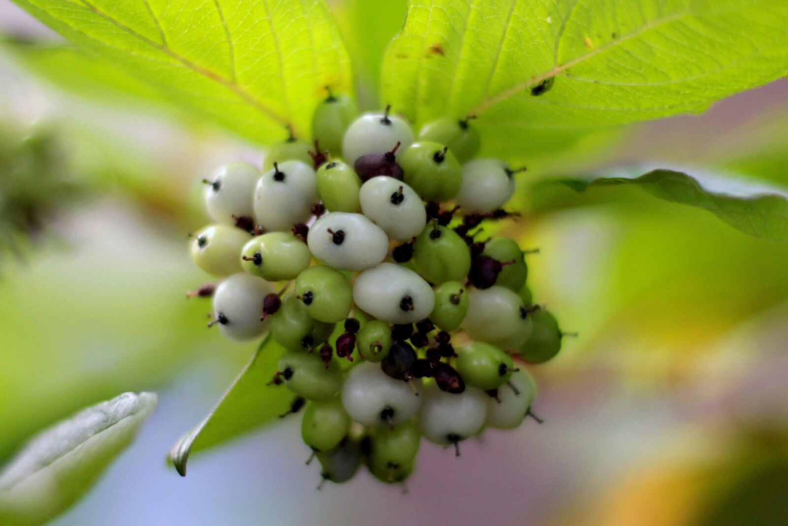 Canon EOS 600D (Rebel EOS T3i / EOS Kiss X5) sample photo. Cornus alba sibirica, cornel photography