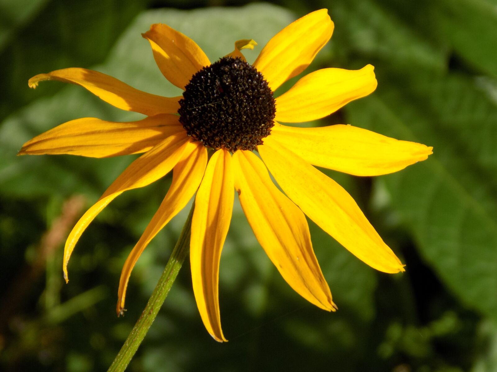 Nikon COOLPIX L340 sample photo. Coneflower, shrub, yellow coneflower photography