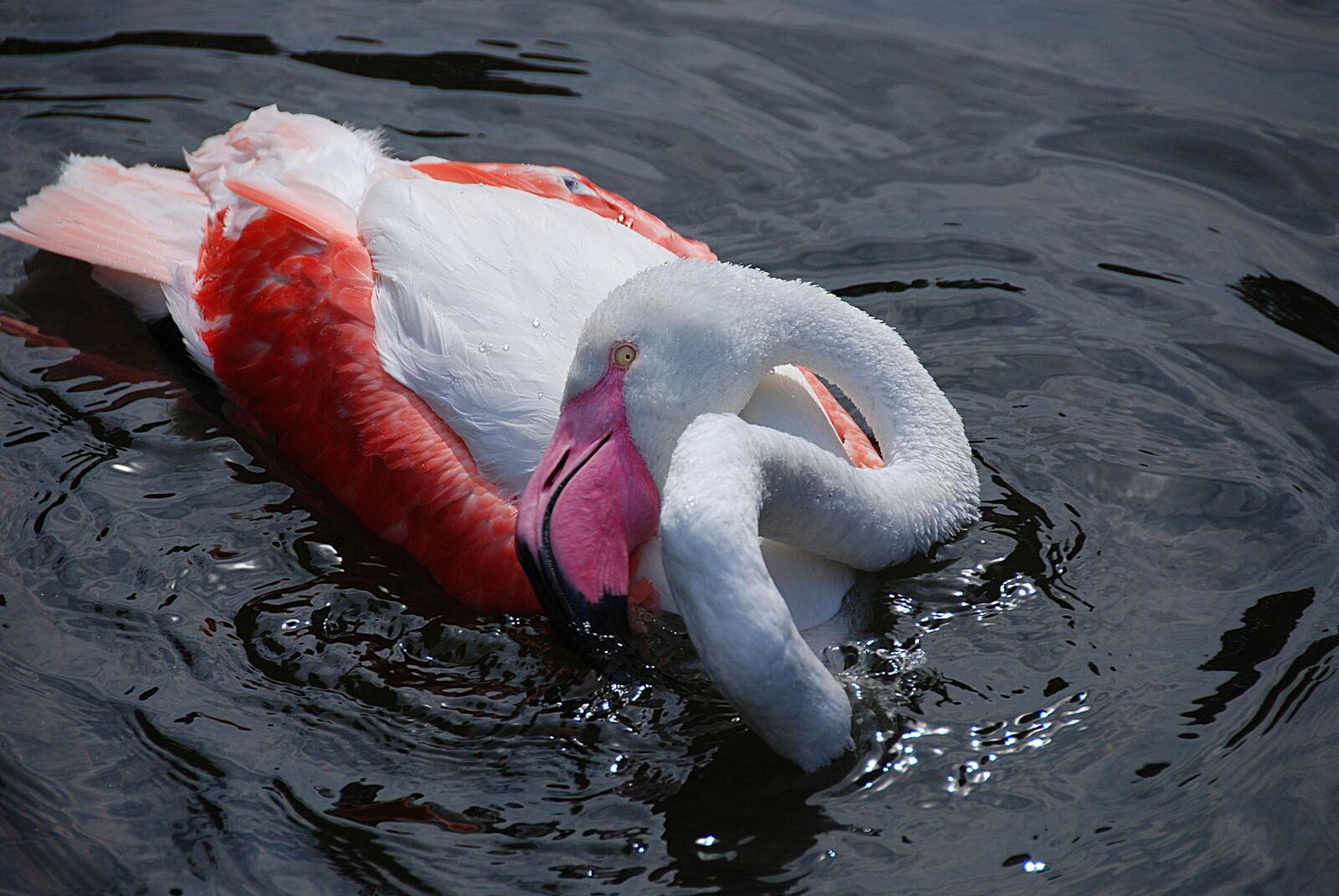 Nikon D80 sample photo. Flamingo, water bird, zoo photography
