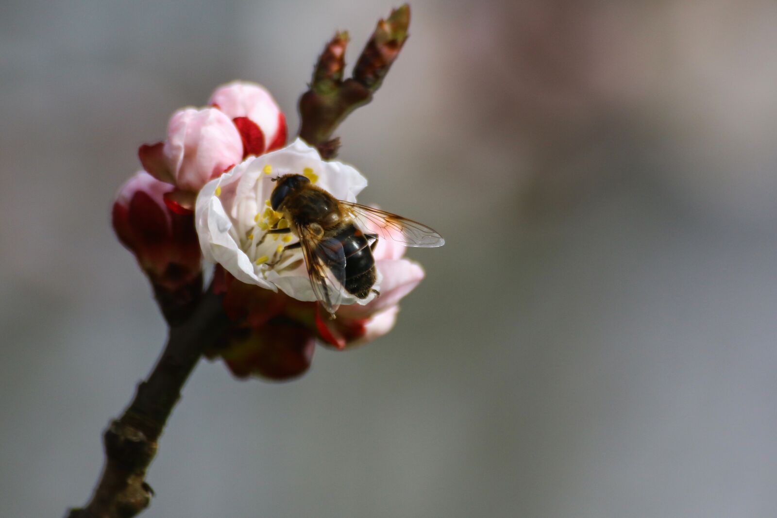 Canon EOS 70D sample photo. Bee, pollen, beekeeping photography