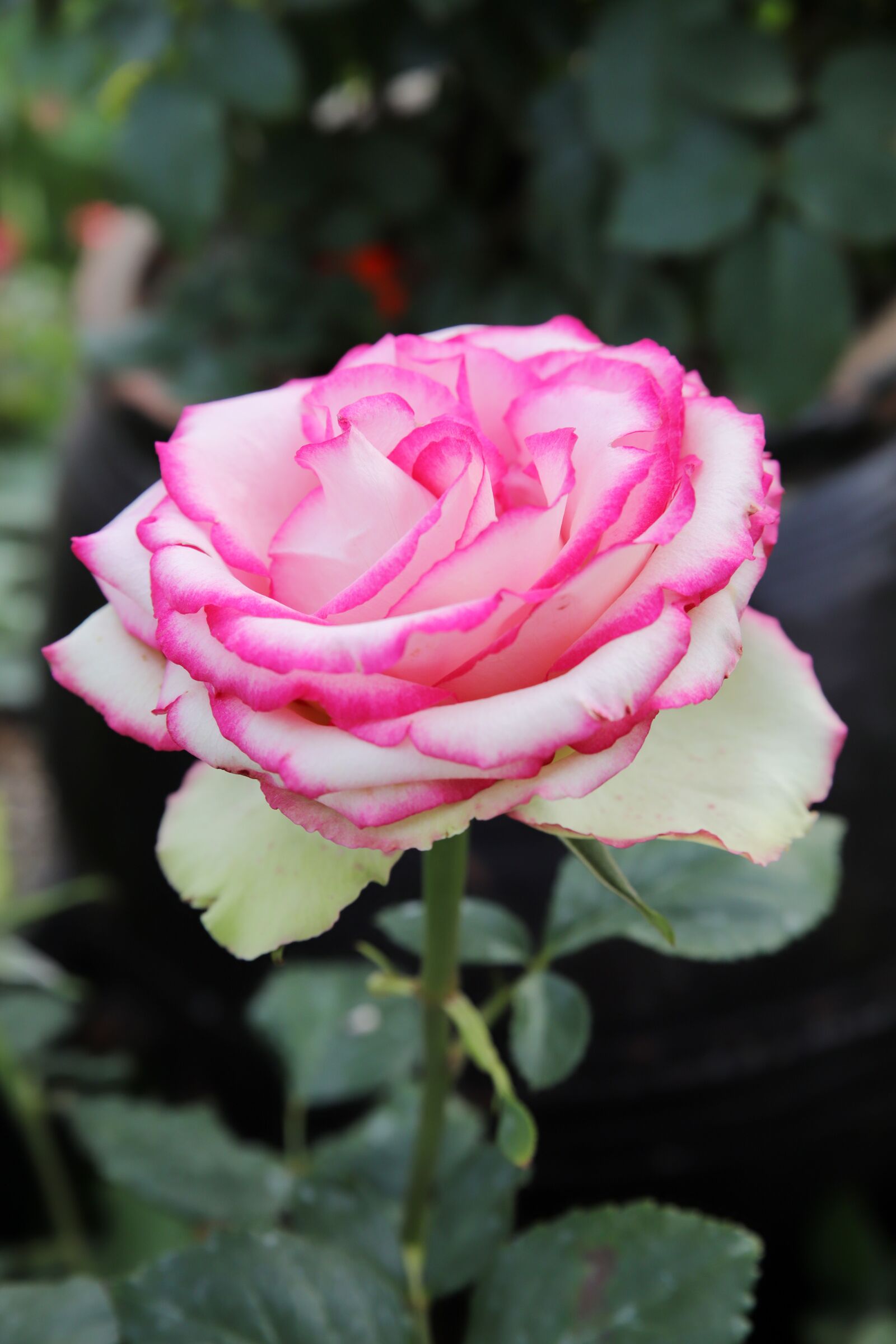 Canon EOS 6D Mark II sample photo. Rose, petal, flowers photography
