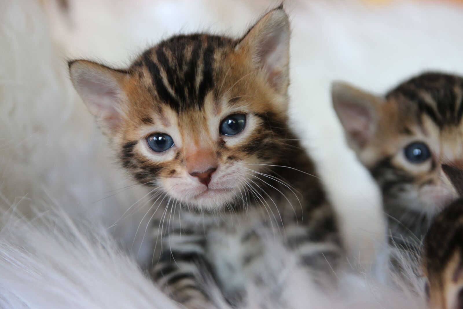 Canon EOS 70D sample photo. Bengal kitten, bengal cat photography
