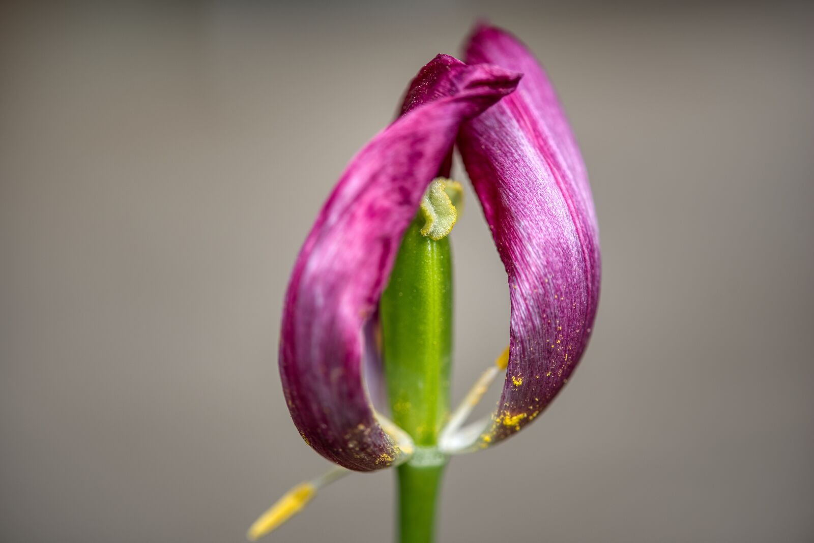 Nikon D750 sample photo. Tulip, blossom, bloom photography
