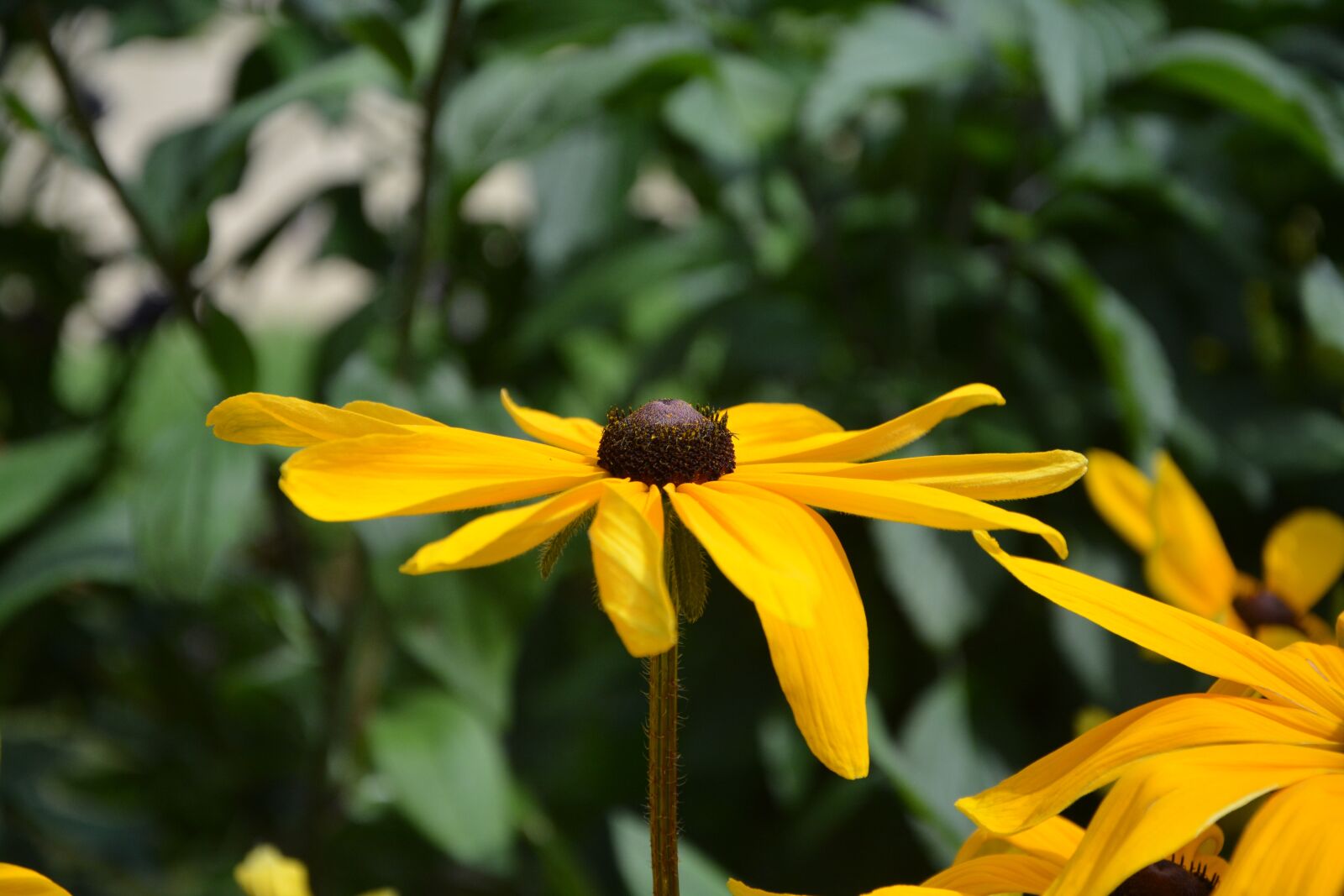Nikon D5200 sample photo. Flower, yellow daisy, nature photography