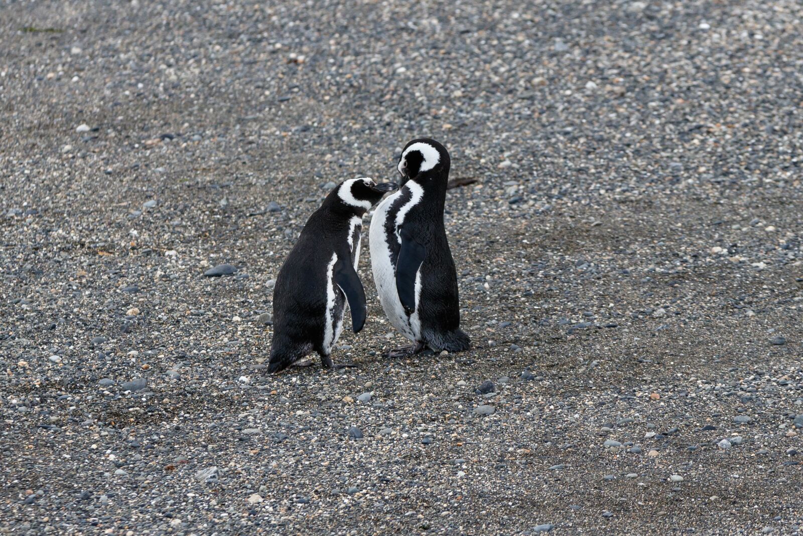 Canon EOS 80D sample photo. Penguins, penguin, nature photography