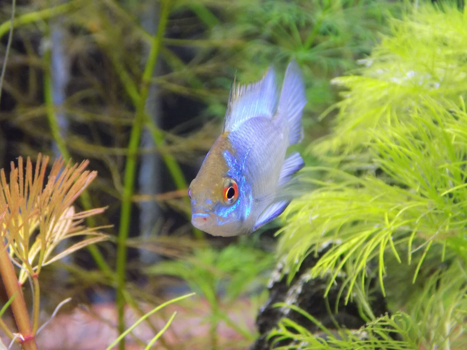 Nikon COOLPIX L330 sample photo. Small fish, apistogramma of photography