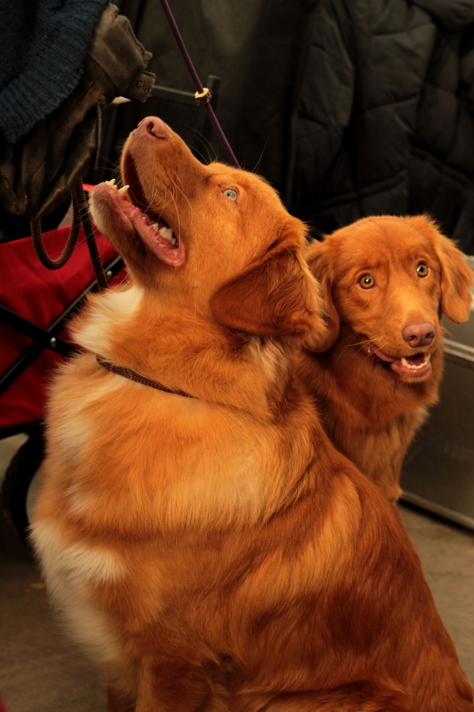 Canon EOS 600D (Rebel EOS T3i / EOS Kiss X5) + Canon EF 50mm F1.8 STM sample photo. Dogshow, pet, dog photography