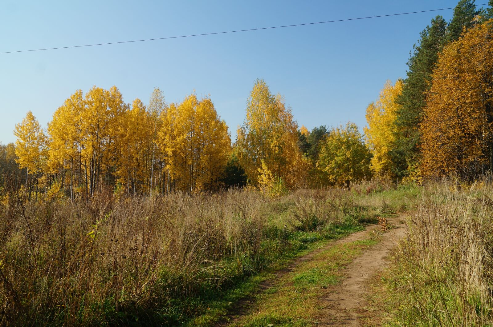 Sony SLT-A57 sample photo. Blue sky, forest, birch photography