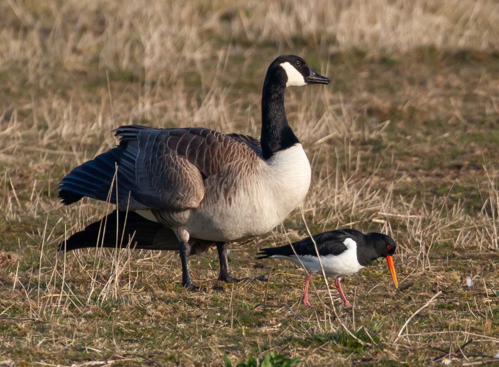 Canon EOS 5D Mark II sample photo. Oyster catcher, canadian goose photography