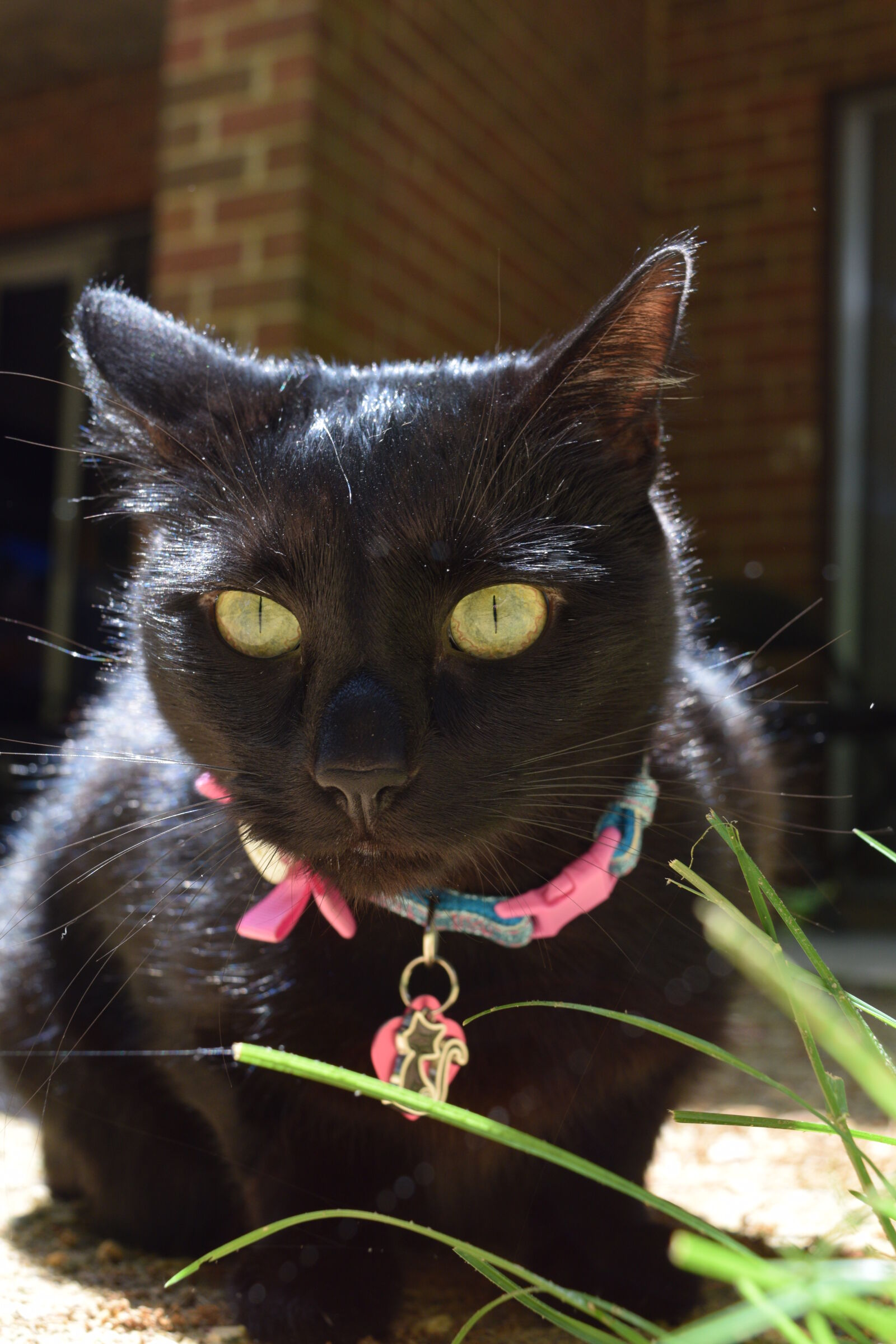 Nikon D3300 sample photo. Black, cats, d3300, nikon photography