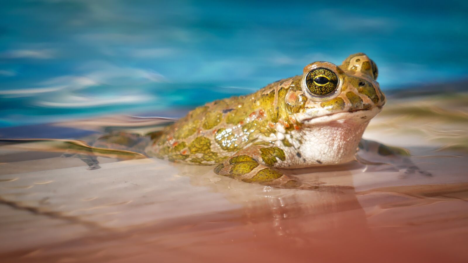 Panasonic Lumix DMC-GX7 sample photo. Waters, nature, frog photography