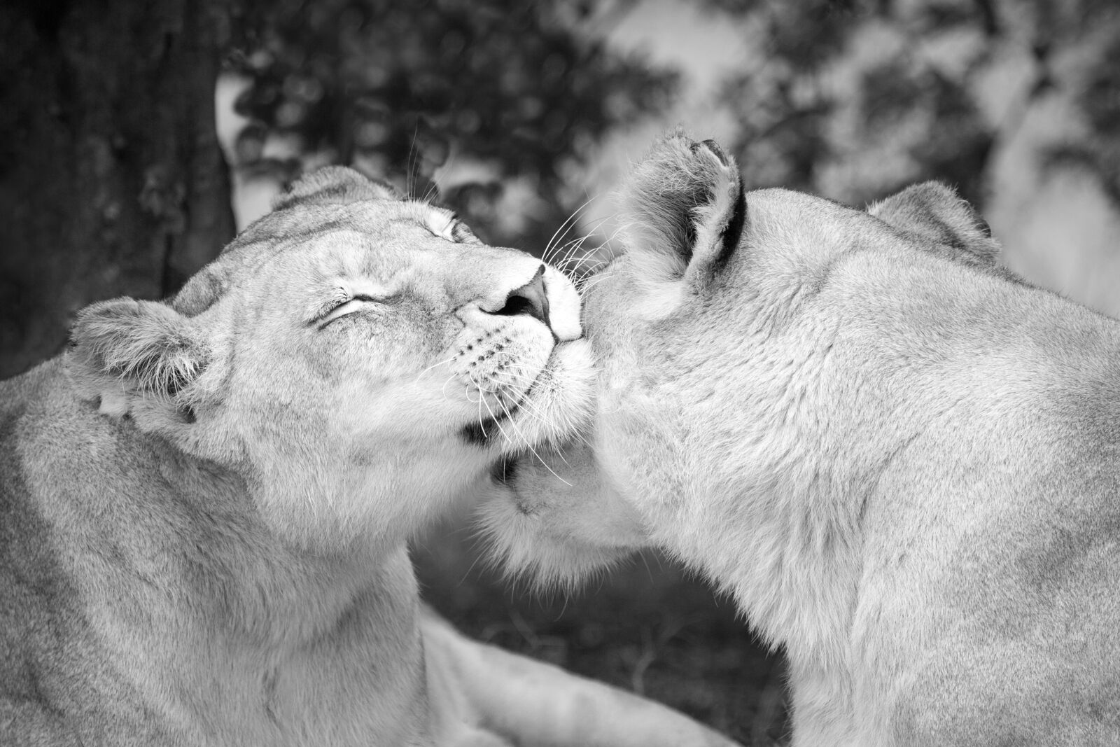 Canon EOS-1D Mark II N + Canon EF 100-400mm F4.5-5.6L IS USM sample photo. Lioness affection, lion, females photography