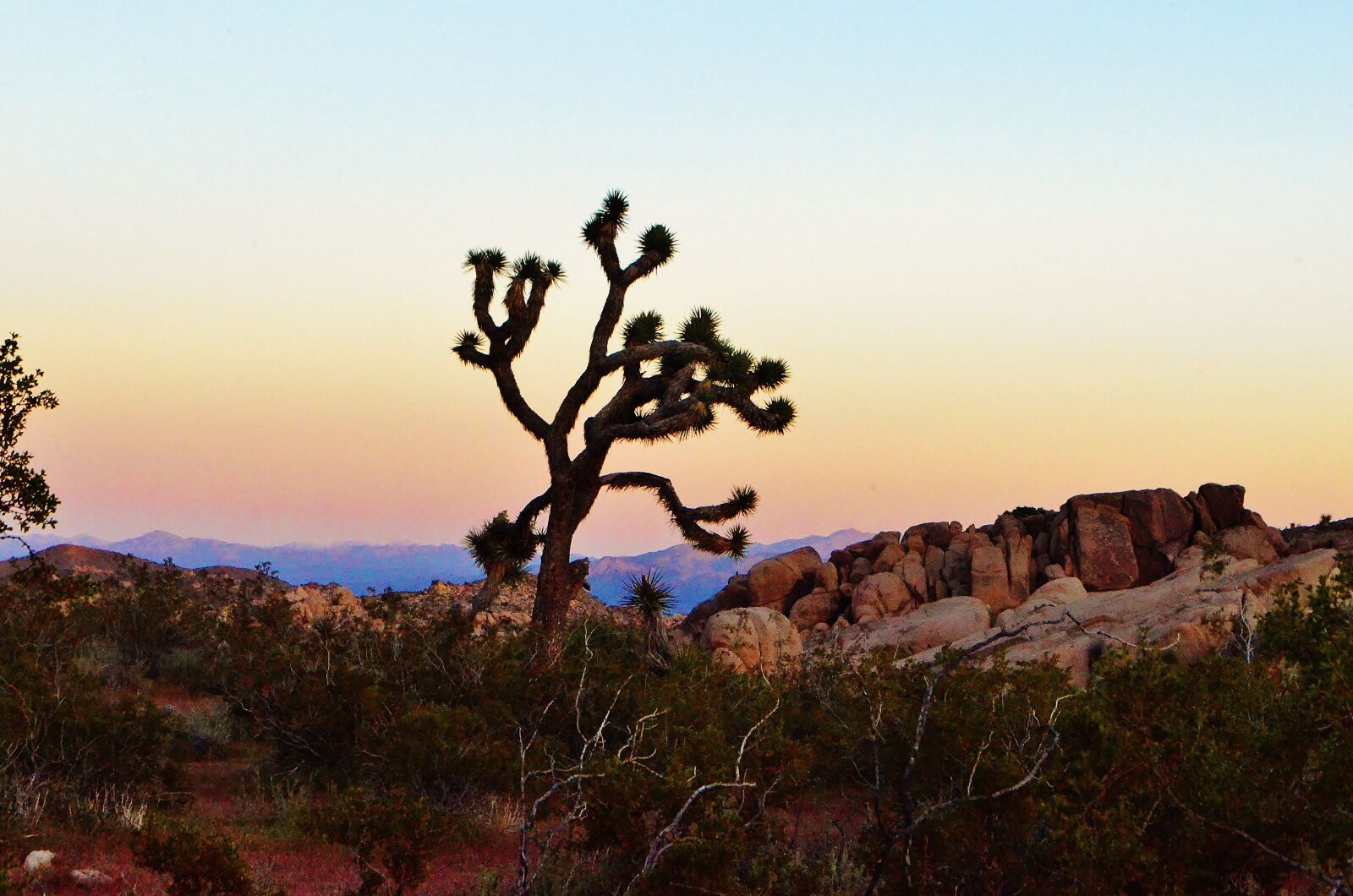 Nikon D5100 sample photo. Landscape, joshua tree, nature photography