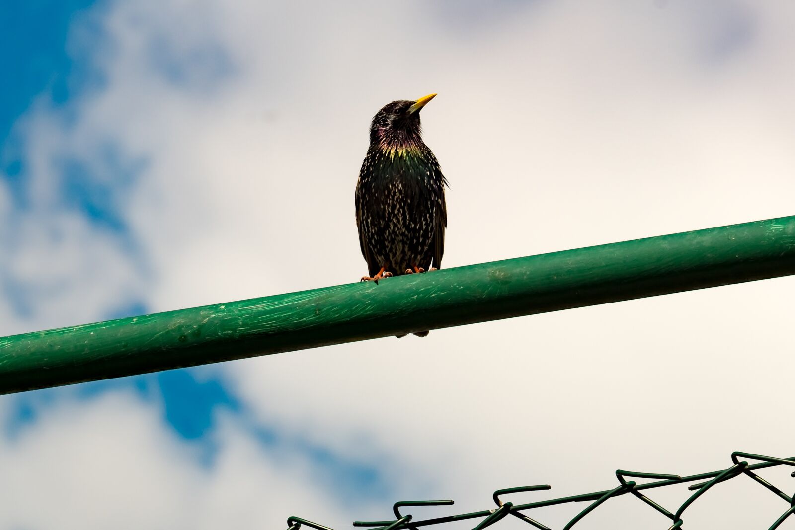Fujifilm XF 55-200mm F3.5-4.8 R LM OIS sample photo. Starling, bird, sitting photography