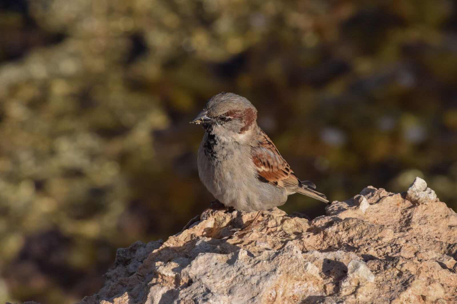 Nikon D3300 sample photo. Sparrow, nature, bird photography
