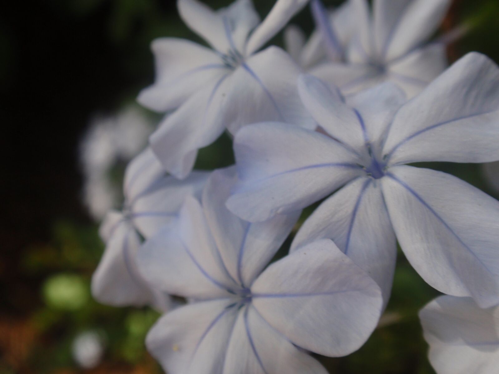 Olympus u1010,S1010 sample photo. Macro, flower, garden photography