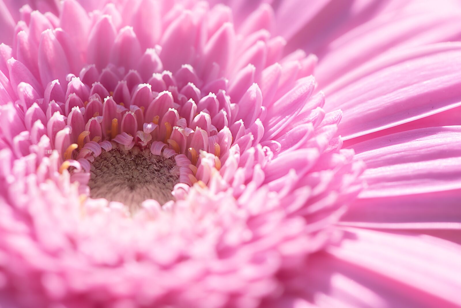 Nikon D750 sample photo. Marguerite, flower, pink photography