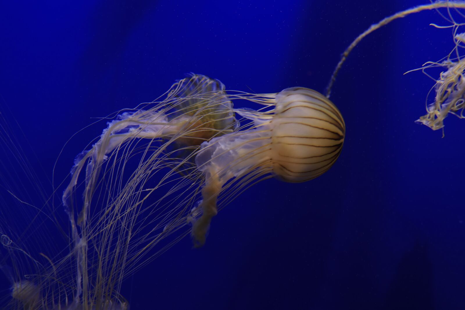 Canon EOS 80D sample photo. Aquarium, fish, anemone photography