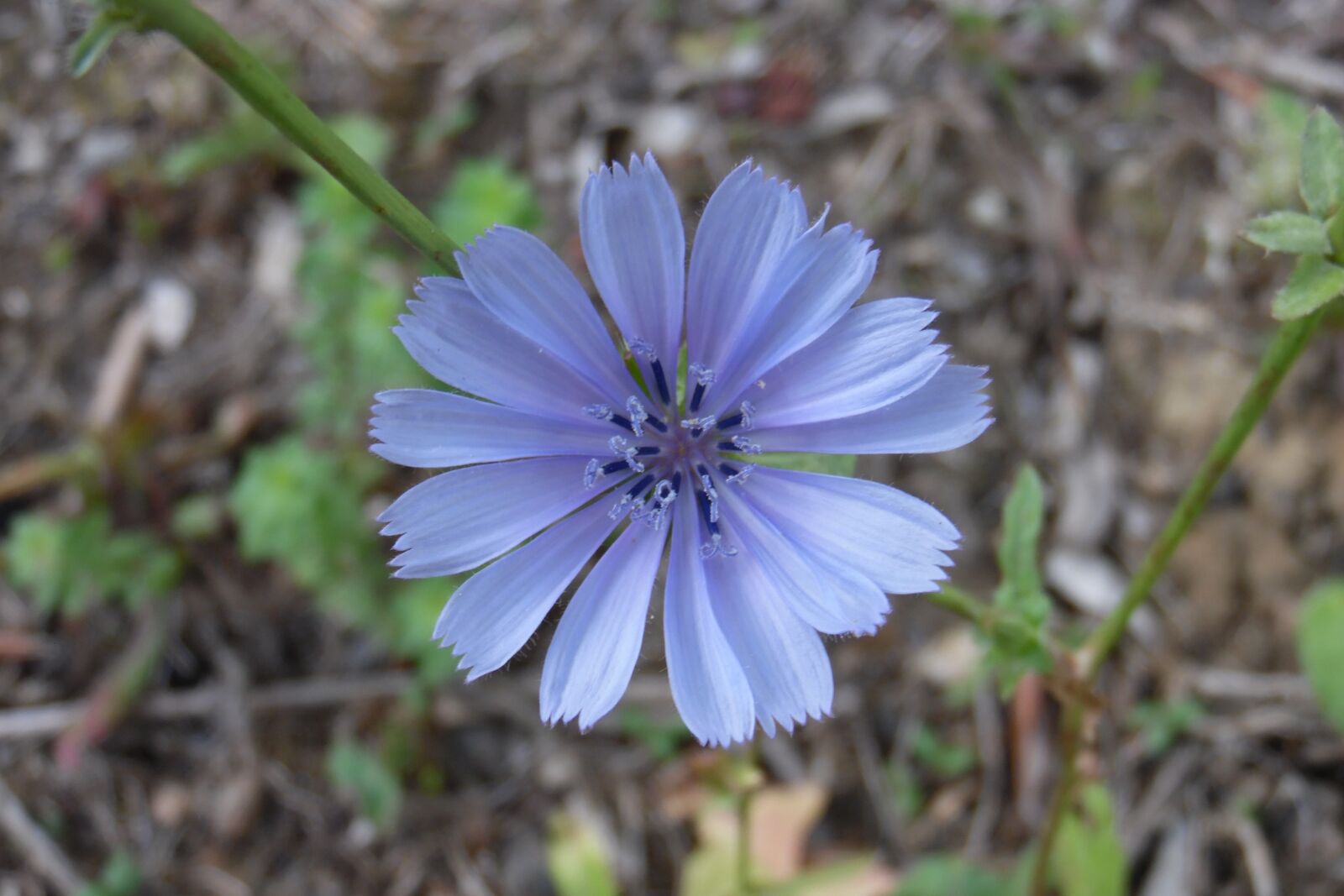 Samsung WB1100F/WB1101F/WB1102F sample photo. Chicory flower, nature, macro photography