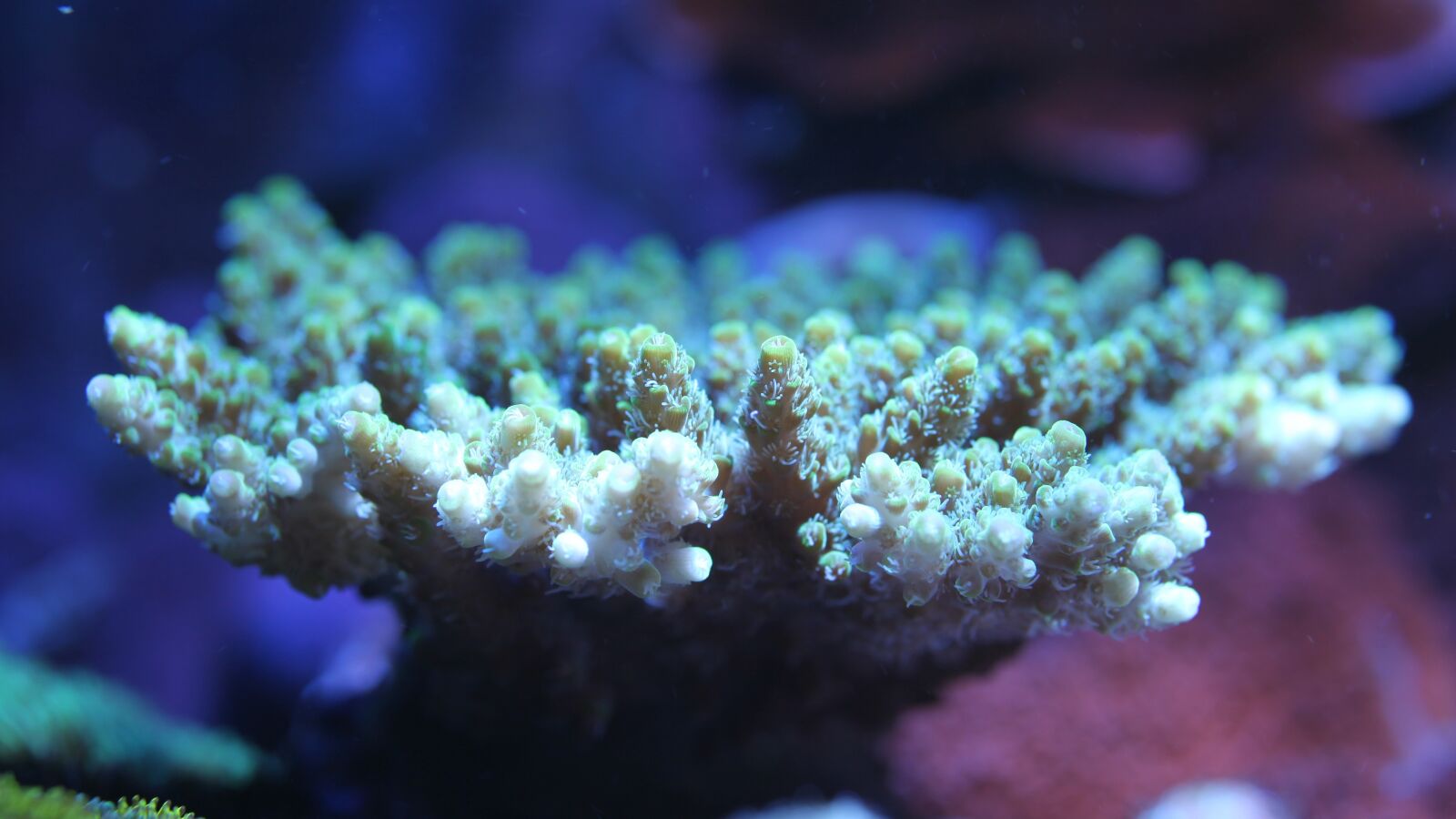 Canon EOS 5D Mark II sample photo. Saltwater fish, aquarium, water photography