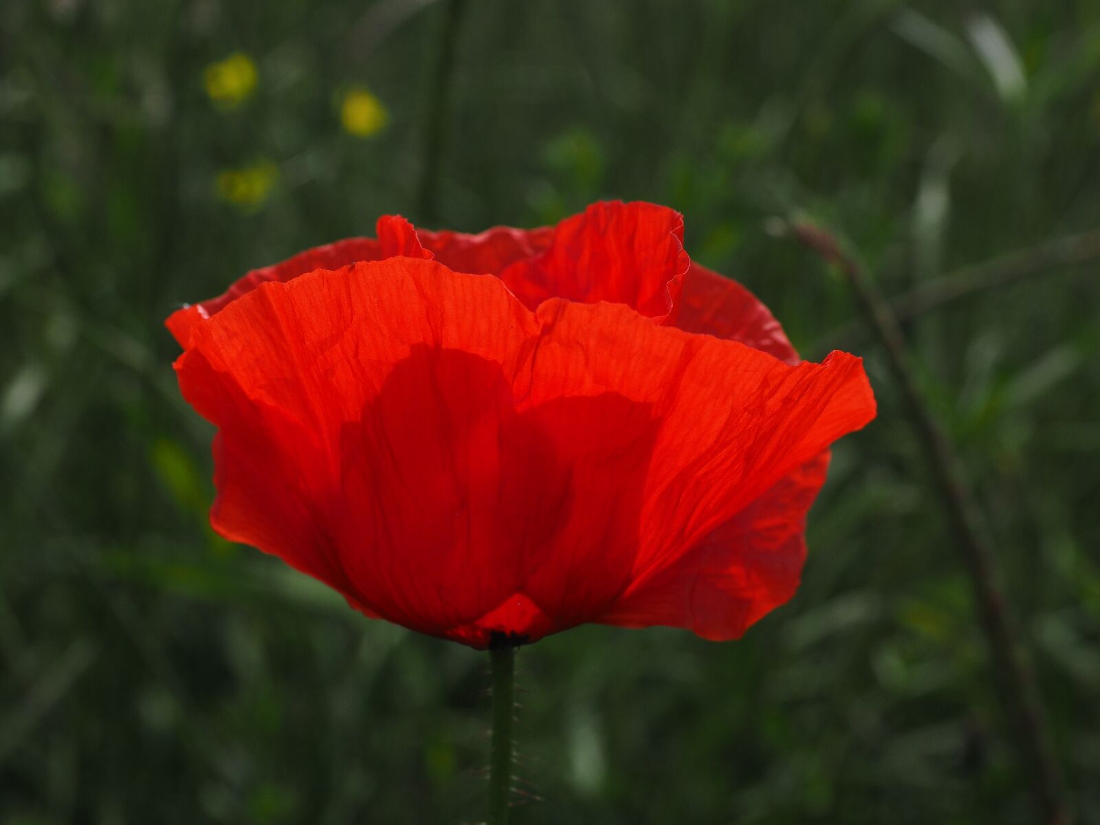 Olympus OM-D E-M1 + Olympus M.Zuiko Digital ED 12-40mm F2.8 Pro sample photo. Klatschmohn, poppy flower, poppy photography