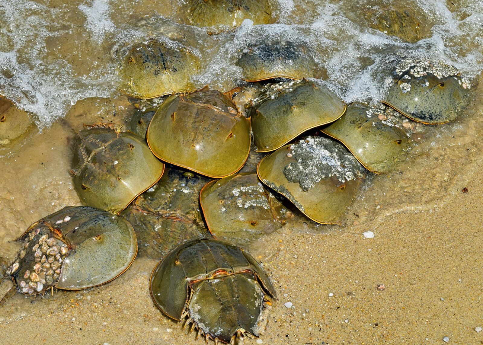 Nikon D3300 sample photo. Horseshoe crabs, crustaceans, crab photography