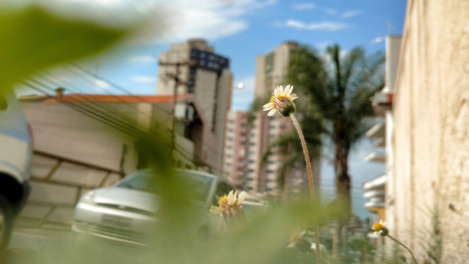 Motorola XT1563 sample photo. Flower, city, day photography