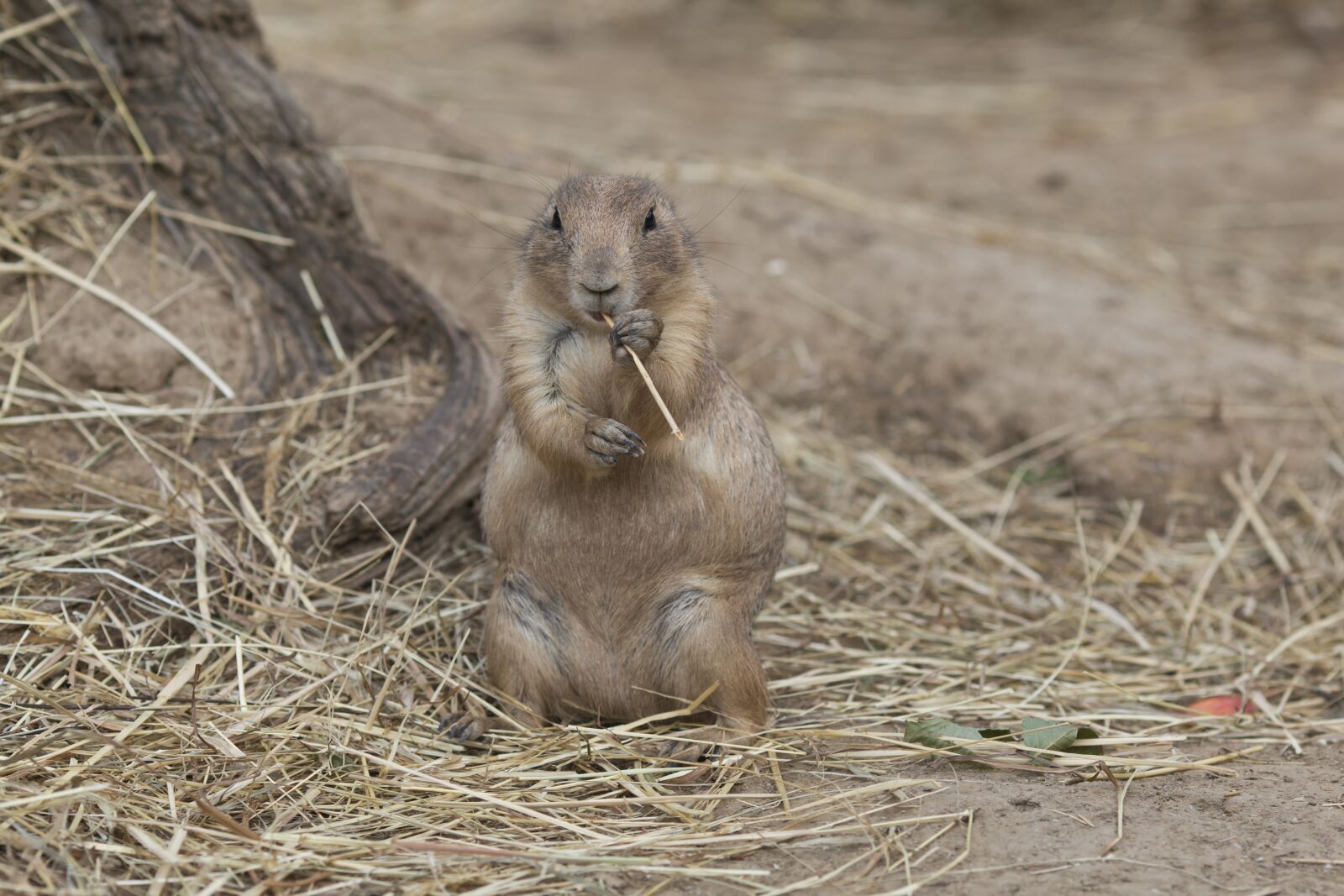 Canon EOS 70D sample photo. Prairie dogs, graft, animal photography